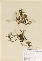 藏品(臺灣龍膽)的圖片